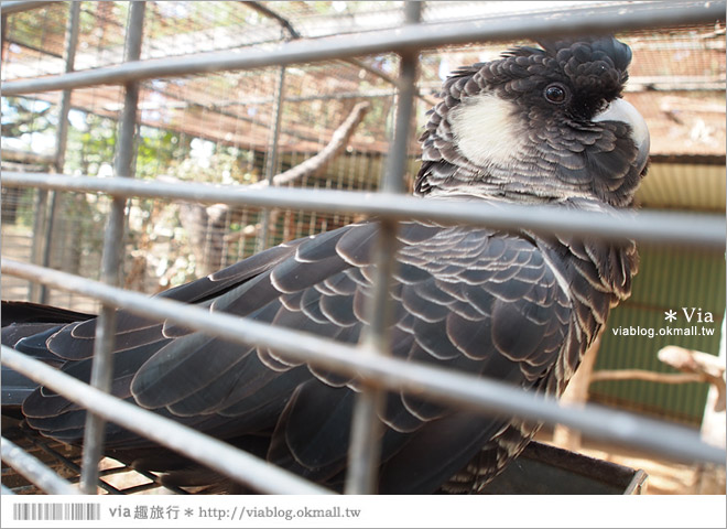 雪梨自由行》雪梨一日遊DayTour：Featherdale wildlife park超精彩必遊動物園