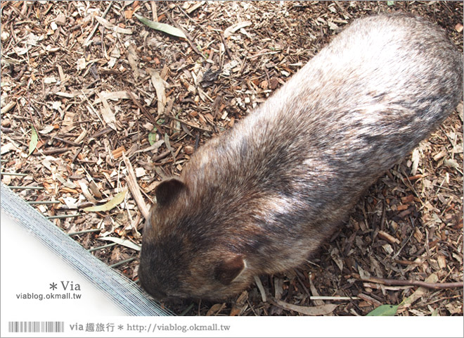 雪梨自由行》雪梨一日遊DayTour：Featherdale wildlife park超精彩必遊動物園