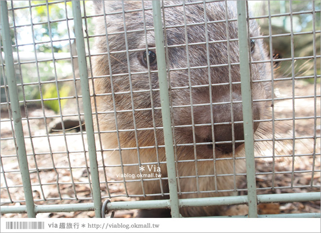 雪梨自由行》雪梨一日遊DayTour：Featherdale wildlife park超精彩必遊動物園