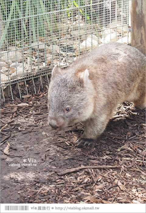 雪梨自由行》雪梨一日遊DayTour：Featherdale wildlife park超精彩必遊動物園