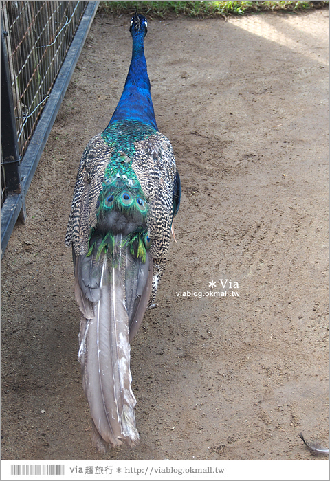 雪梨自由行》雪梨一日遊DayTour：Featherdale wildlife park超精彩必遊動物園