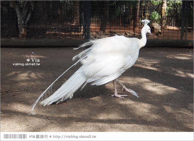 雪梨自由行》雪梨一日遊DayTour：Featherdale wildlife park超精彩必遊動物園