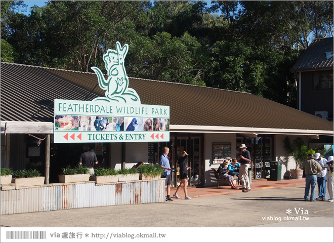 雪梨自由行》雪梨一日遊DayTour：Featherdale wildlife park超精彩必遊動物園