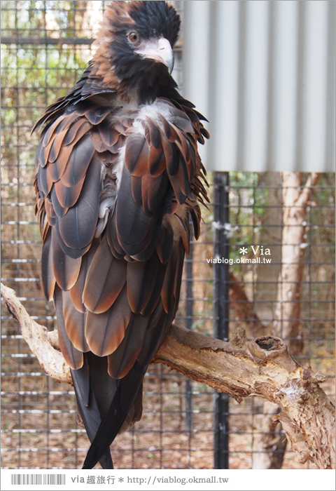 雪梨自由行》雪梨一日遊DayTour：Featherdale wildlife park超精彩必遊動物園