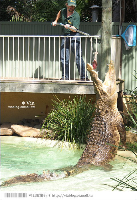 雪梨自由行》雪梨一日遊DayTour：Featherdale wildlife park超精彩必遊動物園