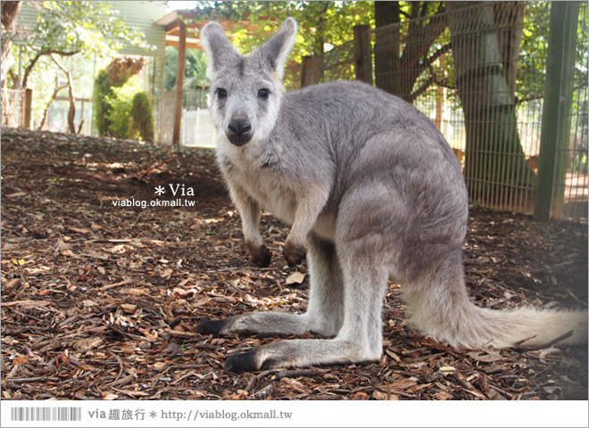 雪梨自由行》雪梨一日遊DayTour：Featherdale wildlife park超精彩必遊動物園