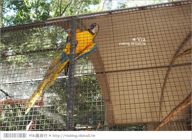 雪梨自由行》雪梨一日遊DayTour：Featherdale wildlife park超精彩必遊動物園