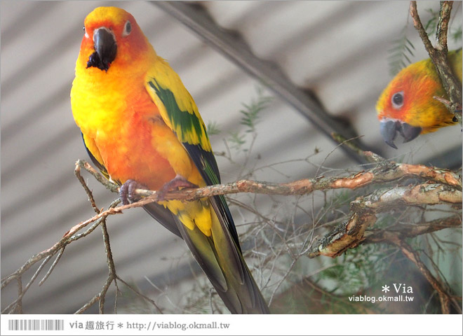 雪梨自由行》雪梨一日遊DayTour：Featherdale wildlife park超精彩必遊動物園