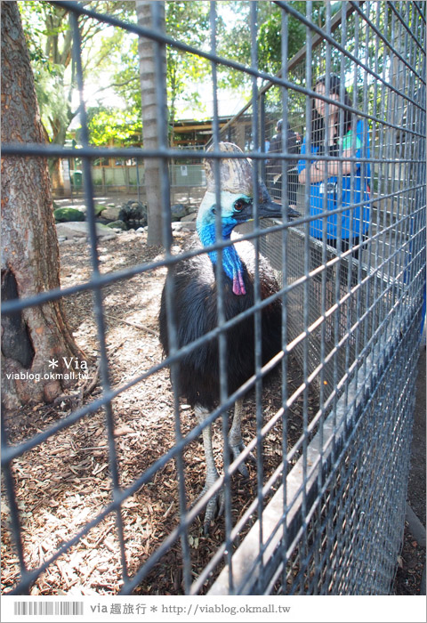 雪梨自由行》雪梨一日遊DayTour：Featherdale wildlife park超精彩必遊動物園