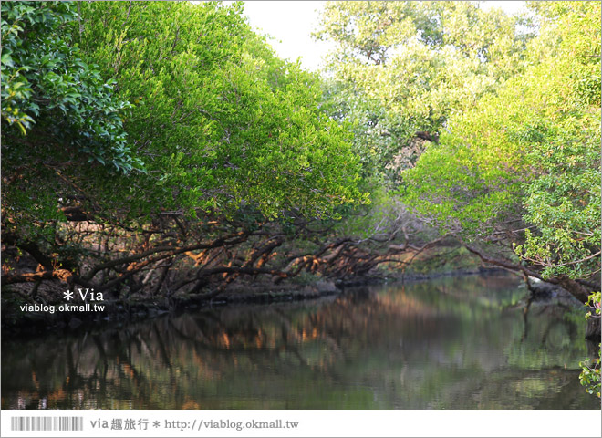 台版亞馬遜河》台南四草紅樹林綠色隧道～絕美！搭乘竹筏出遊賞景趣