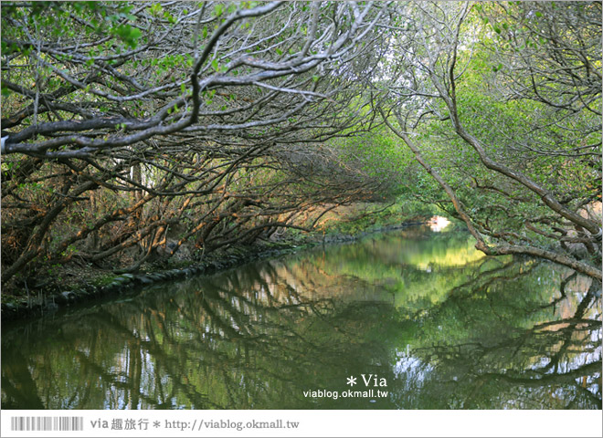 台版亞馬遜河》台南四草紅樹林綠色隧道～絕美！搭乘竹筏出遊賞景趣