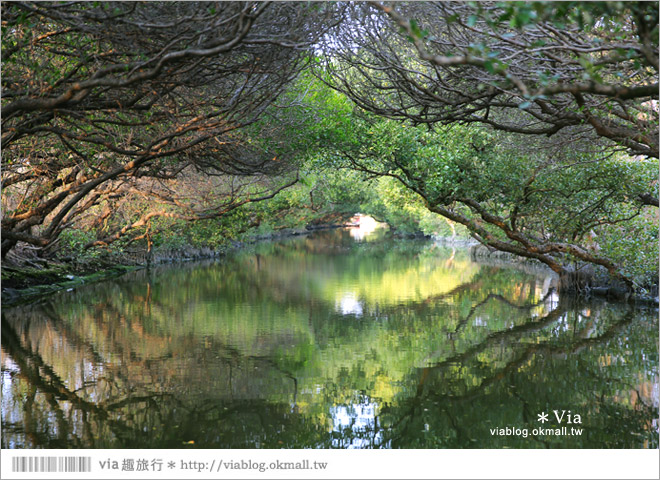 台版亞馬遜河》台南四草紅樹林綠色隧道～絕美！搭乘竹筏出遊賞景趣