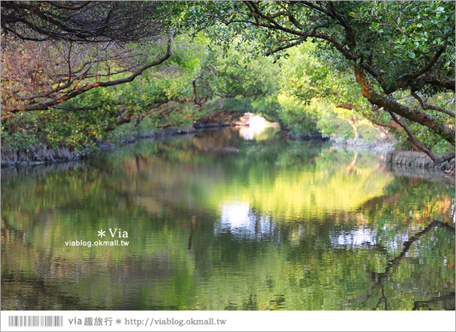 台版亞馬遜河》台南四草紅樹林綠色隧道～絕美！搭乘竹筏出遊賞景趣