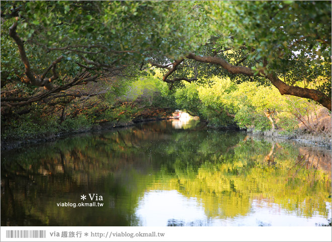 台版亞馬遜河》台南四草紅樹林綠色隧道～絕美！搭乘竹筏出遊賞景趣