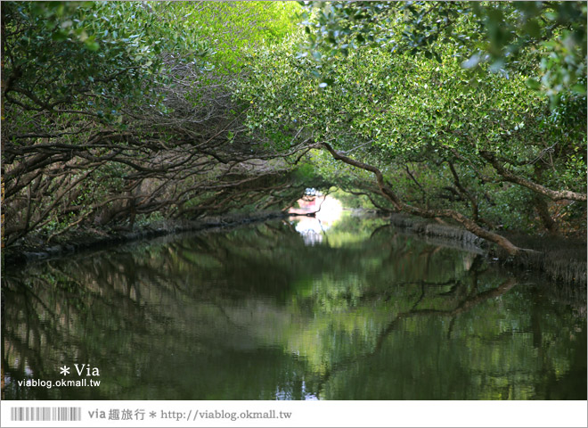 台版亞馬遜河》台南四草紅樹林綠色隧道～絕美！搭乘竹筏出遊賞景趣