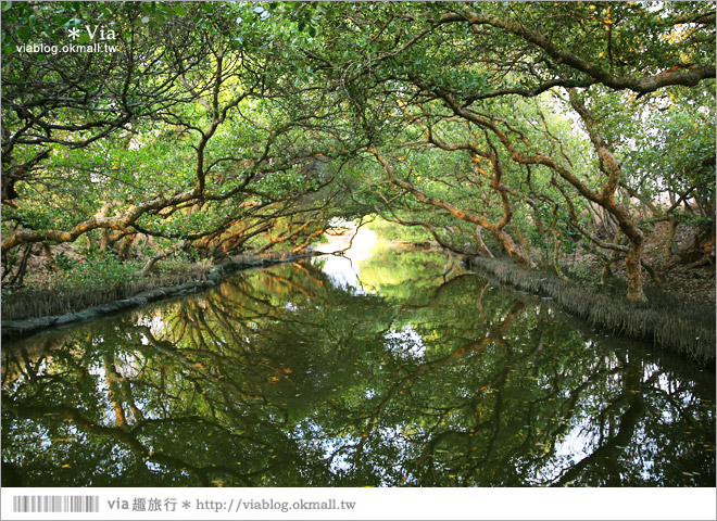 台版亞馬遜河》台南四草紅樹林綠色隧道～絕美！搭乘竹筏出遊賞景趣