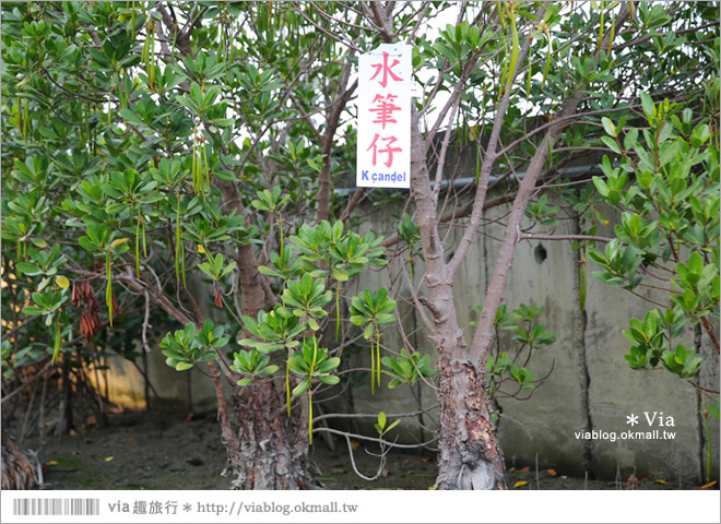 台版亞馬遜河》台南四草紅樹林綠色隧道～絕美！搭乘竹筏出遊賞景趣