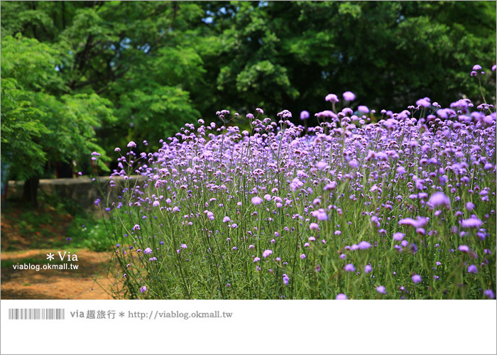 【桃園景點一日遊】親子旅遊景點～青林農場‧紫色馬鞭草花海無敵浪漫！18