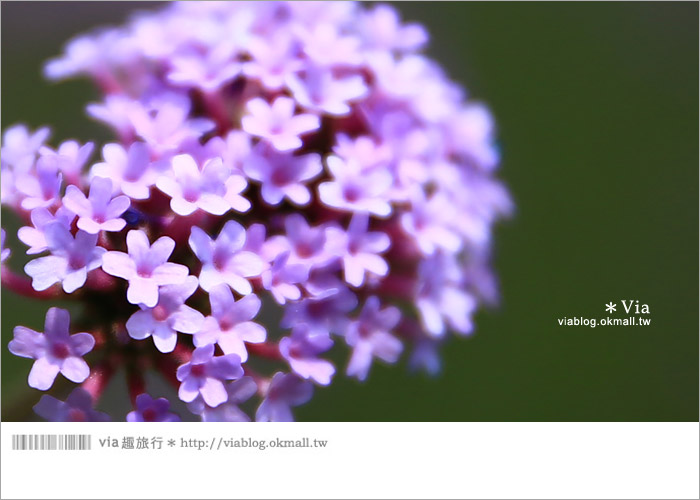 【桃園景點一日遊】親子旅遊景點～青林農場‧紫色馬鞭草花海無敵浪漫！10