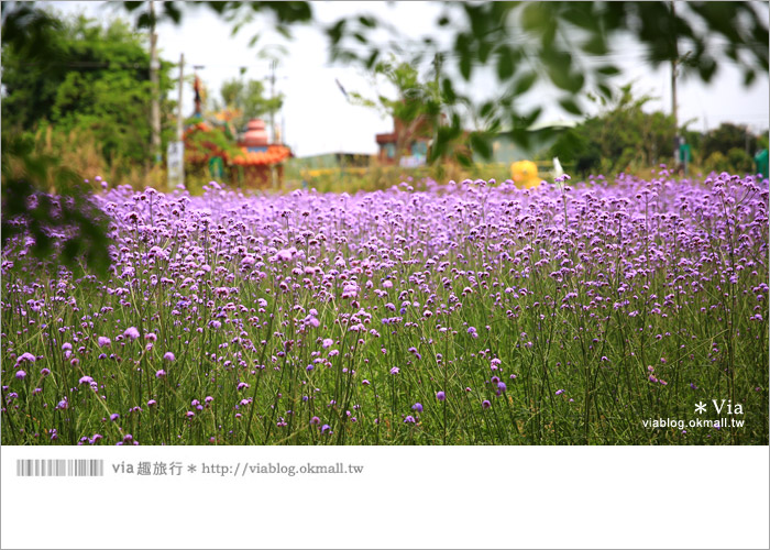 【桃園景點一日遊】親子旅遊景點～青林農場‧紫色馬鞭草花海無敵浪漫！5