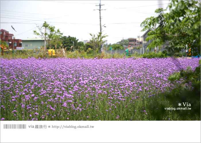 【桃園景點一日遊】親子旅遊景點～青林農場‧紫色馬鞭草花海無敵浪漫！6