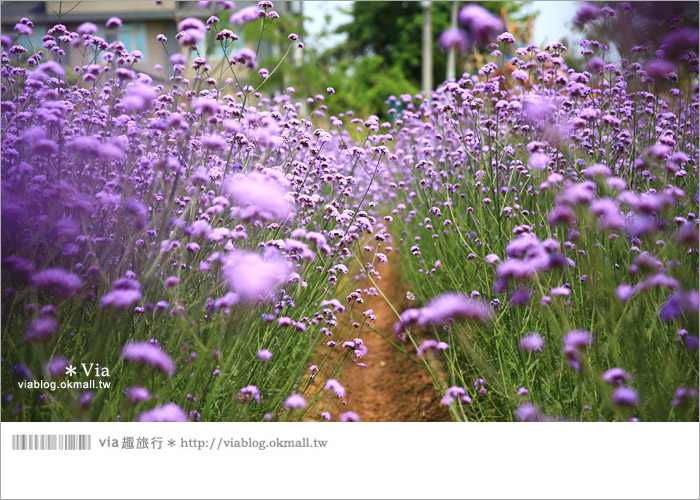 【桃園景點一日遊】親子旅遊景點～青林農場‧紫色馬鞭草花海無敵浪漫！15