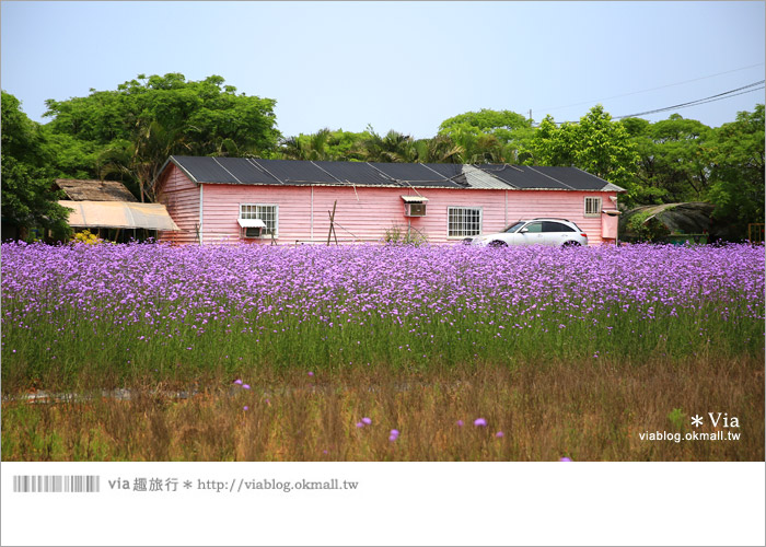 【桃園景點一日遊】親子旅遊景點～青林農場‧紫色馬鞭草花海無敵浪漫！12