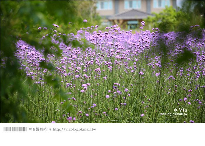 【桃園景點一日遊】親子旅遊景點～青林農場‧紫色馬鞭草花海無敵浪漫！7