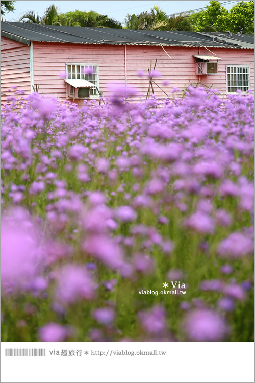 【桃園景點一日遊】親子旅遊景點～青林農場‧紫色馬鞭草花海無敵浪漫！14