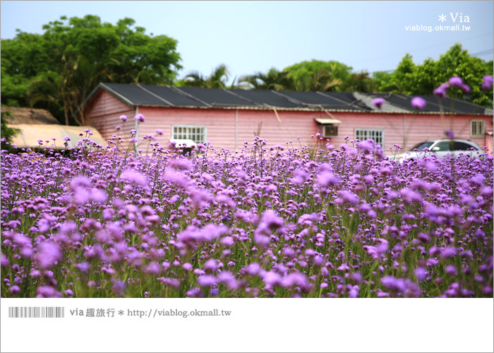 【桃園景點一日遊】親子旅遊景點～青林農場‧紫色馬鞭草花海無敵浪漫！13