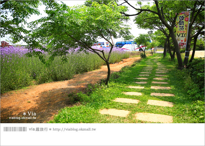 【桃園景點一日遊】親子旅遊景點～青林農場‧紫色馬鞭草花海無敵浪漫！26