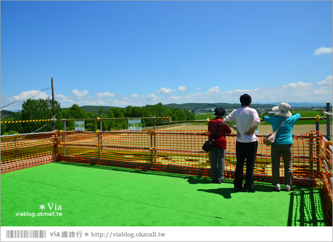 北海道景點》旭川景點推薦～夏日限定！隱藏版景點：不思議的動物版彩繪藝術稻田