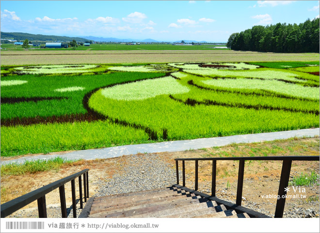 北海道景點》旭川景點推薦～夏日限定！隱藏版景點：不思議的動物版彩繪藝術稻田