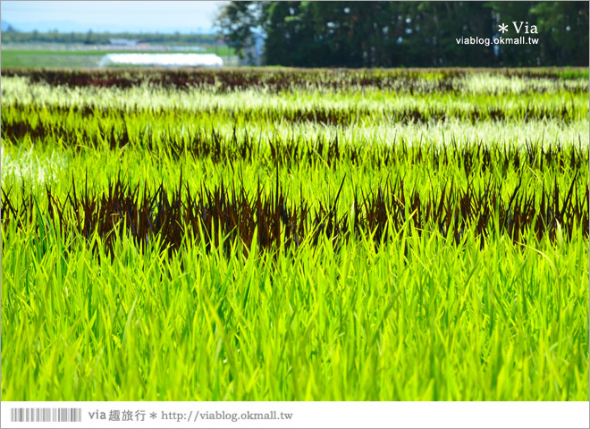 北海道景點》旭川景點推薦～夏日限定！隱藏版景點：不思議的動物版彩繪藝術稻田