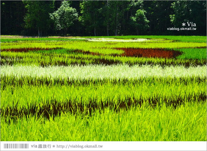 北海道景點》旭川景點推薦～夏日限定！隱藏版景點：不思議的動物版彩繪藝術稻田