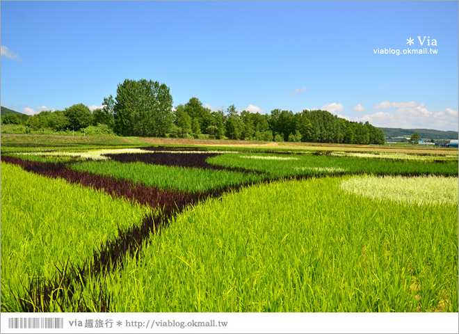 北海道景點》旭川景點推薦～夏日限定！隱藏版景點：不思議的動物版彩繪藝術稻田