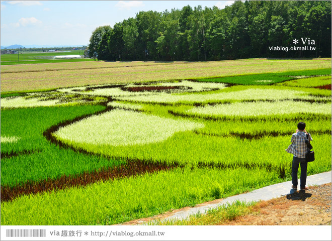 北海道景點》旭川景點推薦～夏日限定！隱藏版景點：不思議的動物版彩繪藝術稻田