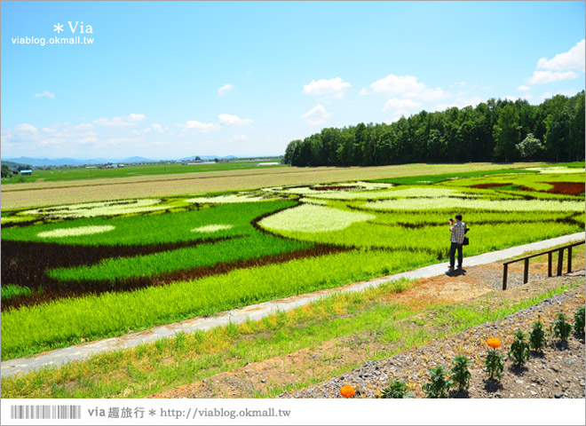 北海道景點》旭川景點推薦～夏日限定！隱藏版景點：不思議的動物版彩繪藝術稻田