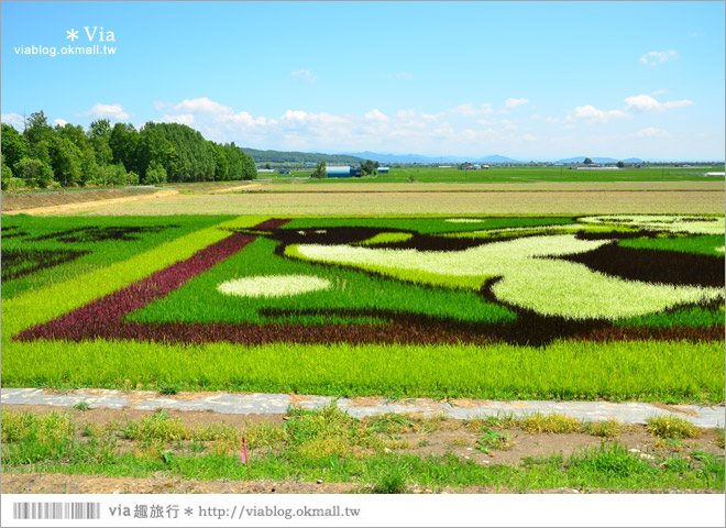 北海道景點》旭川景點推薦～夏日限定！隱藏版景點：不思議的動物版彩繪藝術稻田