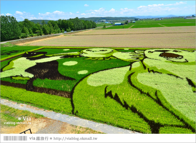 北海道景點》旭川景點推薦～夏日限定！隱藏版景點：不思議的動物版彩繪藝術稻田