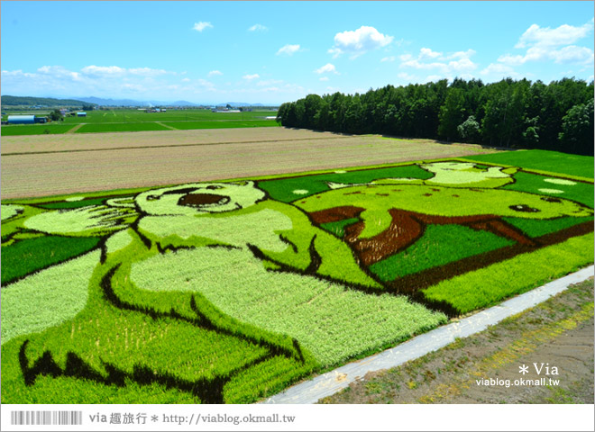 北海道景點》旭川景點推薦～夏日限定！隱藏版景點：不思議的動物版彩繪藝術稻田