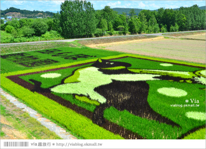 北海道景點》旭川景點推薦～夏日限定！隱藏版景點：不思議的動物版彩繪藝術稻田