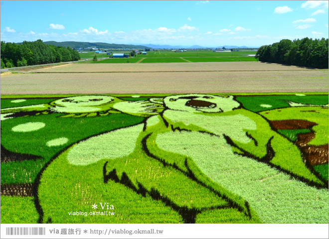 北海道景點》旭川景點推薦～夏日限定！隱藏版景點：不思議的動物版彩繪藝術稻田