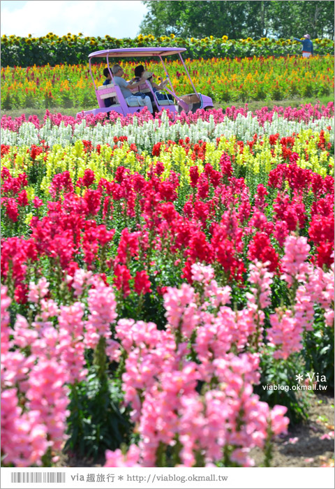 北海道花海》美瑛必去景點～「四季彩之丘」超美！夏季限定的無敵夢幻彩虹花田