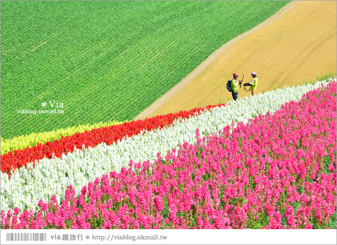 北海道花海》美瑛必去景點～「四季彩之丘」超美！夏季限定的無敵夢幻彩虹花田