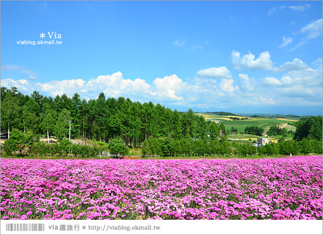 北海道花海》美瑛必去景點～「四季彩之丘」超美！夏季限定的無敵夢幻彩虹花田