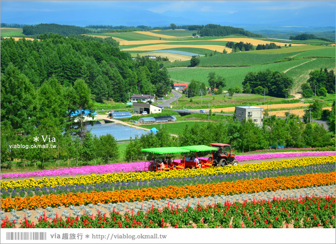 北海道花海》美瑛必去景點～「四季彩之丘」超美！夏季限定的無敵夢幻彩虹花田