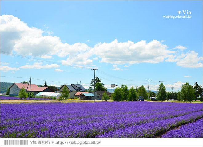 北海道旅遊》富良野／富田農場隱藏版薰衣草花田～富田農場東園。超美薰衣草田