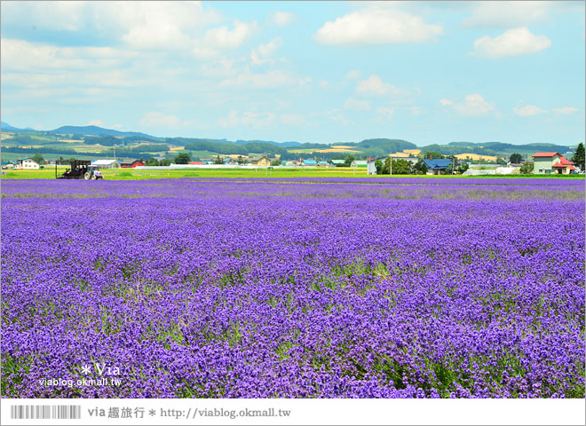 北海道旅遊》富良野／富田農場隱藏版薰衣草花田～富田農場東園。超美薰衣草田