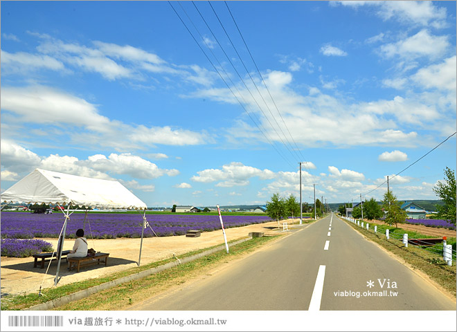 北海道旅遊》富良野／富田農場隱藏版薰衣草花田～富田農場東園。超美薰衣草田